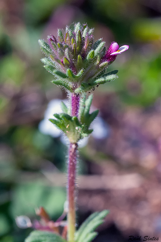 Nombre:  _DSC6087 Lamium amplexicaule-1024.jpg
Visitas: 48
Tamao: 326.0 KB