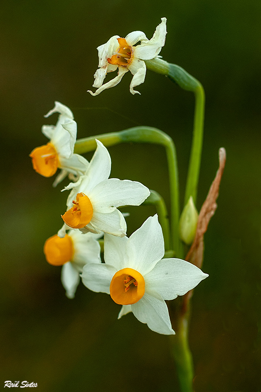 Nombre:  _DSC8750 Narcissus tazetta-1024.jpg
Visitas: 137
Tamao: 201.5 KB