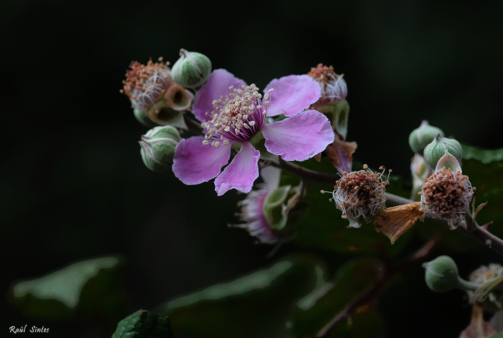 Nombre:  DSC_0541 Rubus ulmifolius 1024.jpg
Visitas: 73
Tamao: 364.3 KB