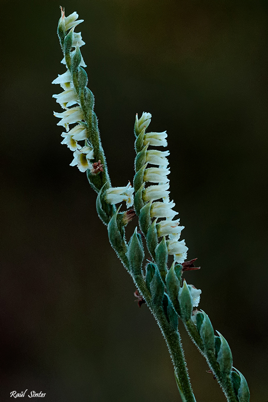 Nombre:  _DSC1715 Spiranthes spiralis-800.jpg
Visitas: 112
Tamao: 304.2 KB