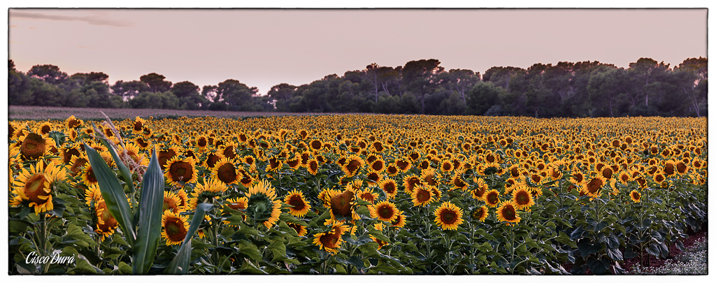 Nombre:  Girasols-6-Editar.JPG
Visitas: 903
Tamao: 539.8 KB