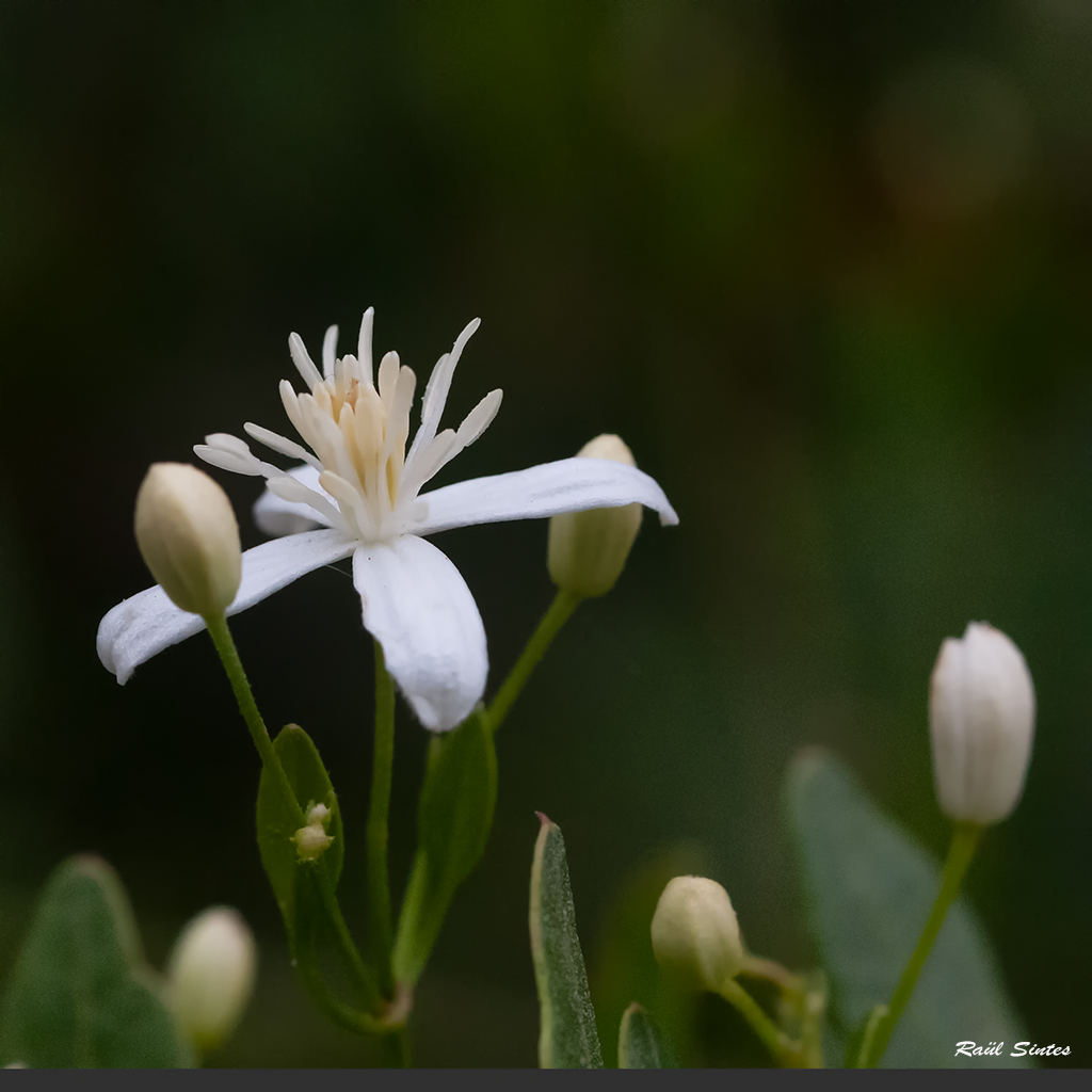 Nombre:  _DSC7036 Clematis flammula 1024.jpg
Visitas: 77
Tamao: 413.8 KB