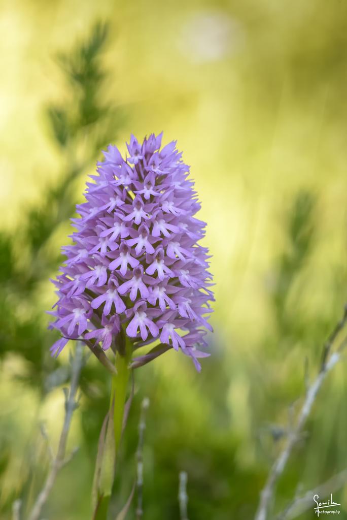 Nombre:  Orquidees cami de Sa Vinya_0004.jpg
Visitas: 130
Tamao: 56.0 KB