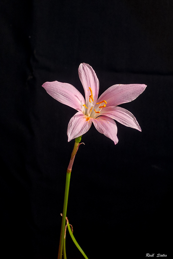 Nombre:  _DSC5204-850 Lilium-Azucena.jpg
Visitas: 751
Tamao: 231.0 KB