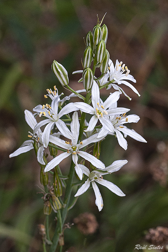 Nombre:  _DSC7692 Ornithogalum narbonense-1500.jpg
Visitas: 58
Tamao: 478.2 KB