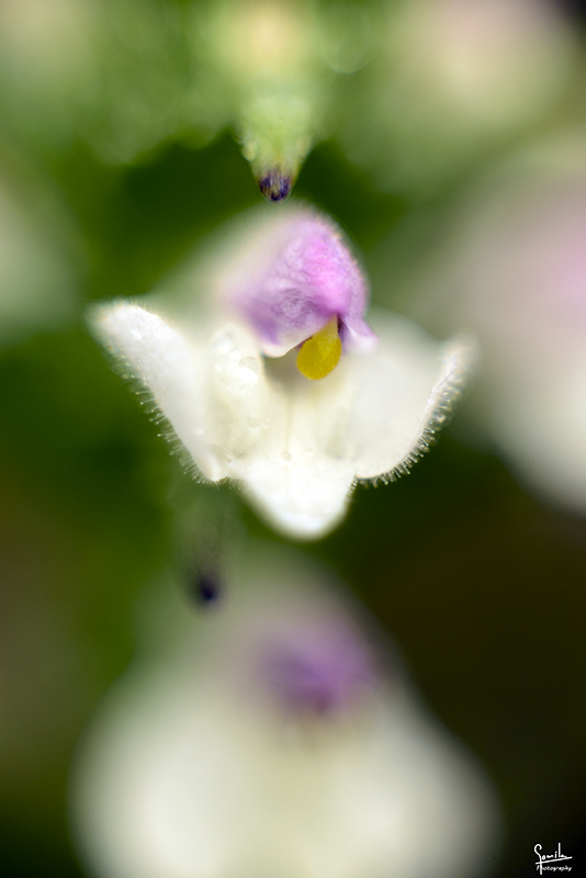 Nombre:  Orquidees Cam Vell de Sa Farola_0001.jpg
Visitas: 857
Tamao: 217.3 KB