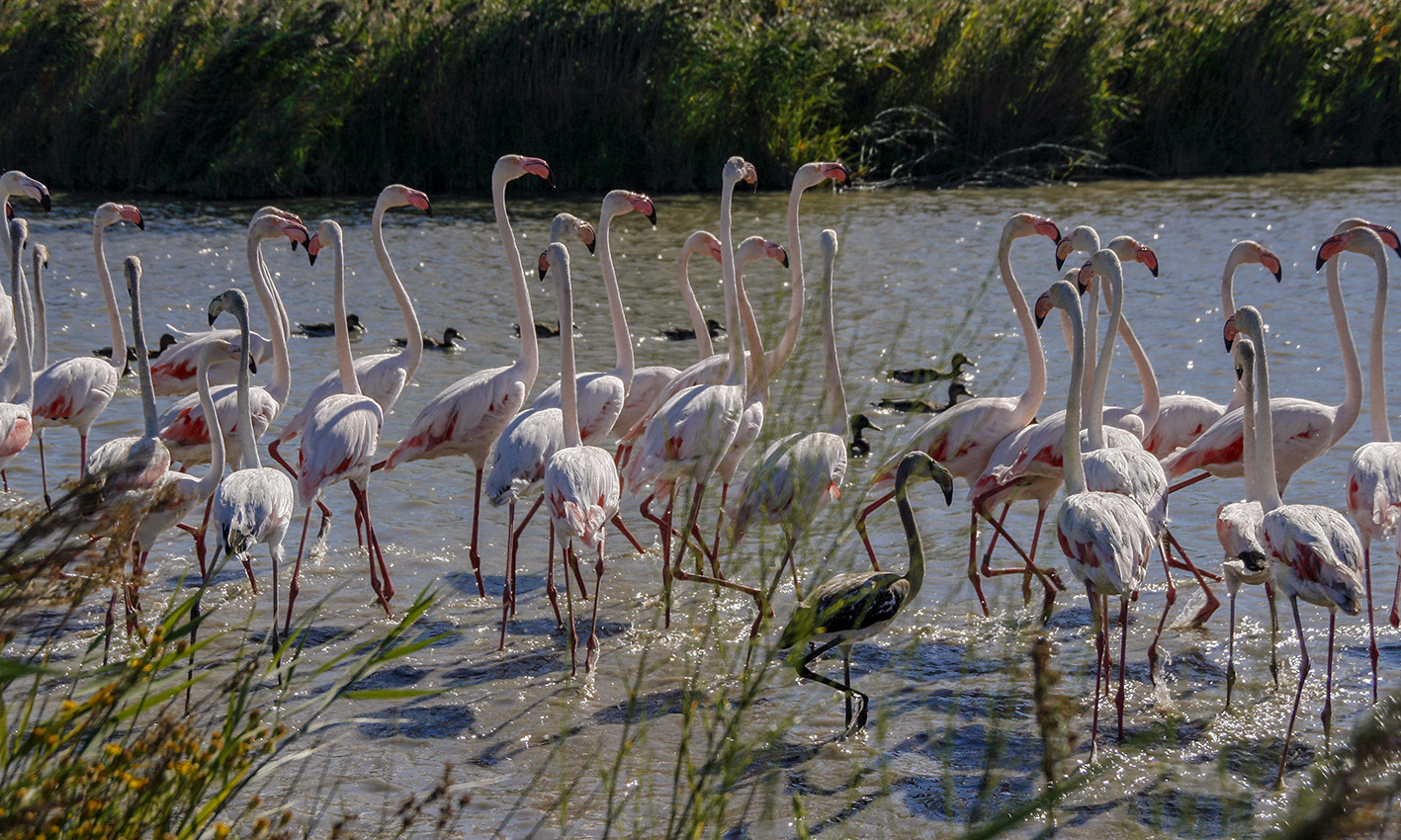 Nombre:  flamencs v2.jpg
Visitas: 59
Tamao: 573.0 KB