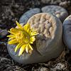 Lithops DSC8559 1KQ