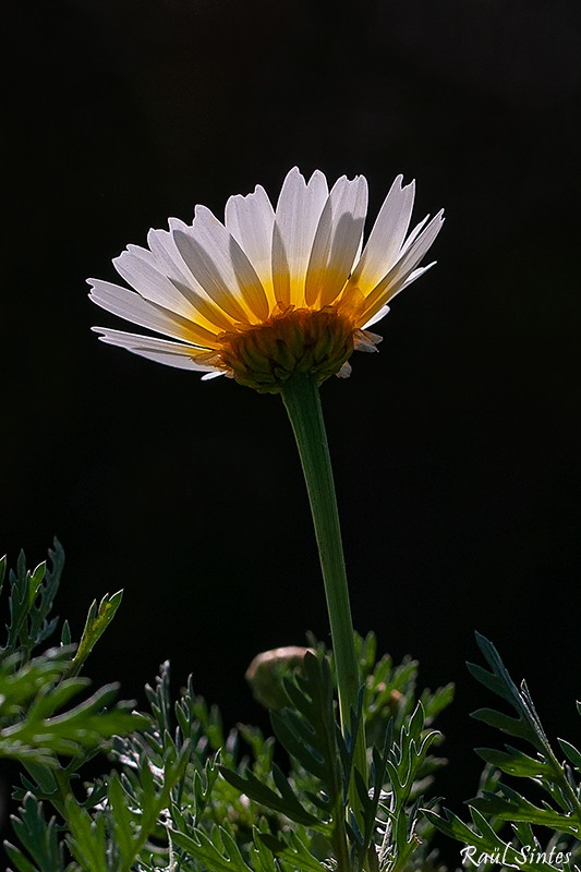 Nombre:  _DSC9290 Chrysanthemum coronarium 3-.jpg
Visitas: 16
Tamao: 292.1 KB