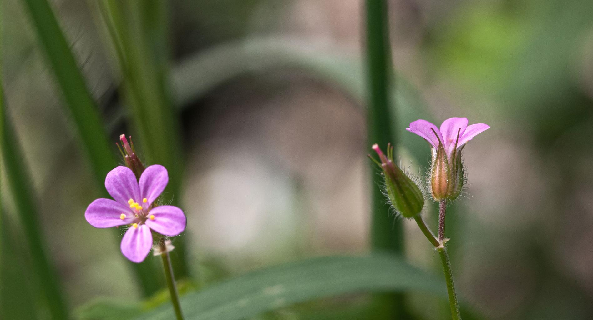 Nombre:  Erodium chium-1.jpg
Visitas: 66
Tamao: 153.4 KB