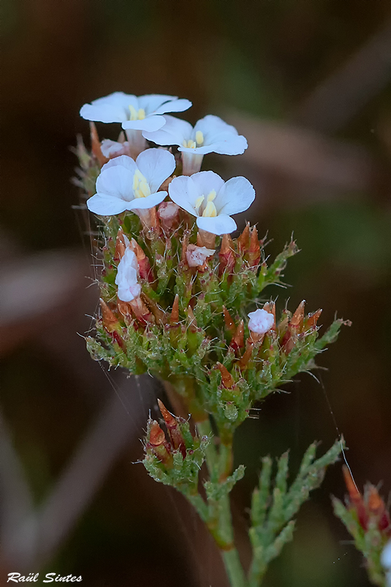 Nombre:  _DSC7043 Limonium ferulaceum-1024.jpg
Visitas: 83
Tamao: 352.2 KB