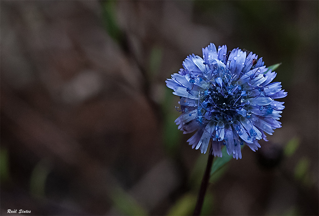 Nombre:  Globularia alypum. 1024.jpg
Visitas: 78
Tamao: 479.1 KB