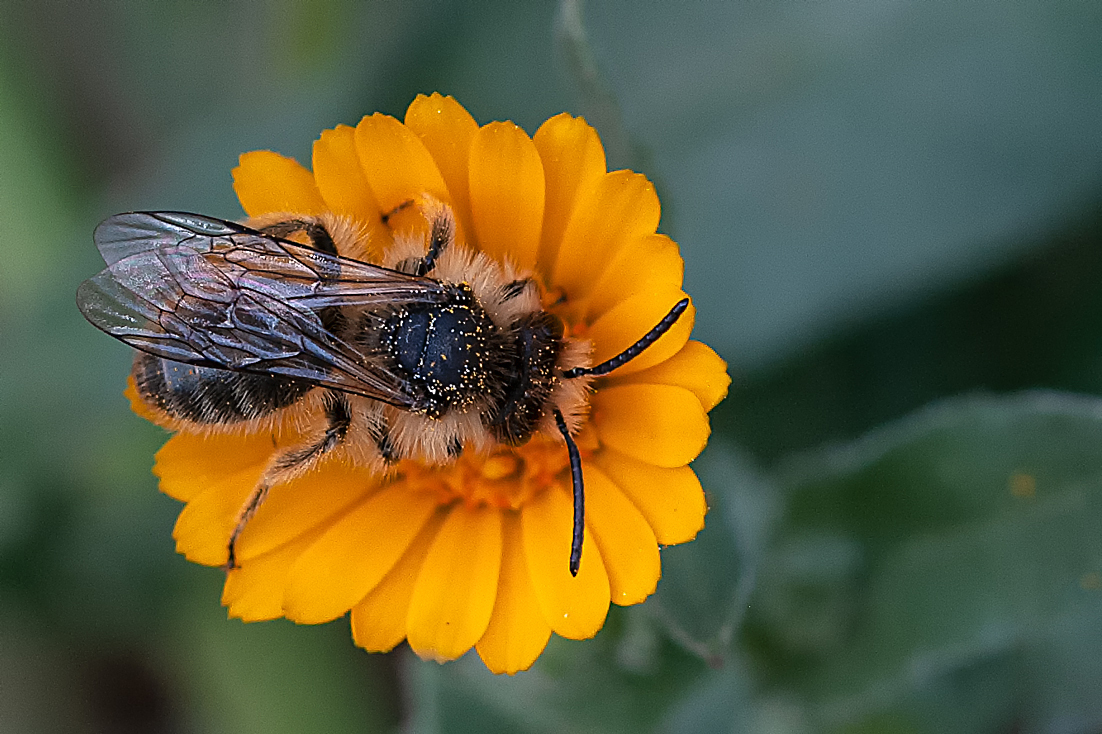 Nombre:  _DSC9214 Apis mellifera.jpg
Visitas: 84
Tamao: 628.4 KB