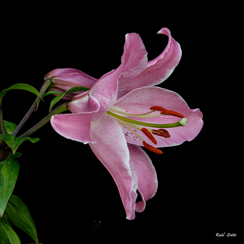 Nombre:  DSC_3825 Lilium 850.jpg
Visitas: 125
Tamao: 377.5 KB