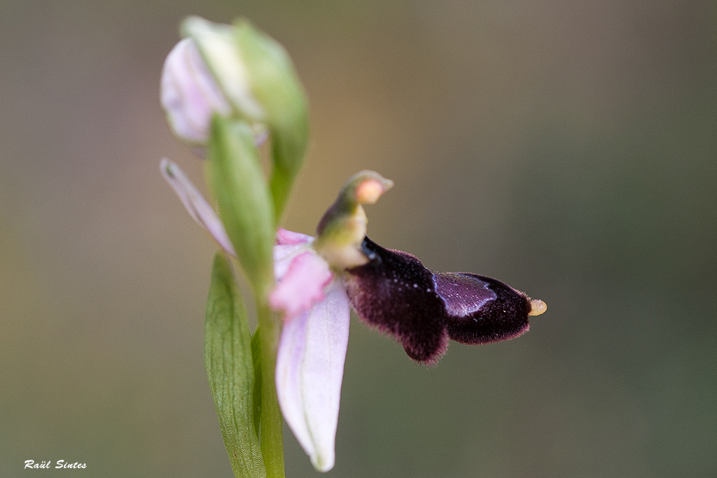 Nombre:  DSC_7454 Ophrys balearica-1024.jpg
Visitas: 175
Tamao: 439.6 KB