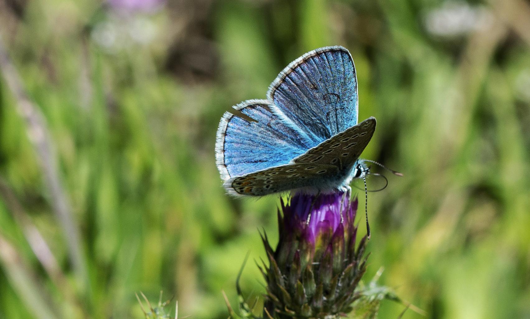 Nombre:  maripoza azul8cv.jpg
Visitas: 23
Tamao: 180.2 KB