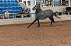 Camp. Balears Cavalls Raa Espanyola 0121