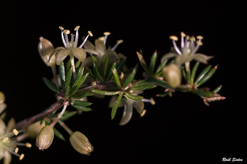 Nombre:  _DSC4909 Asparagus acutifolius-1024.jpg
Visitas: 110
Tamao: 360.2 KB