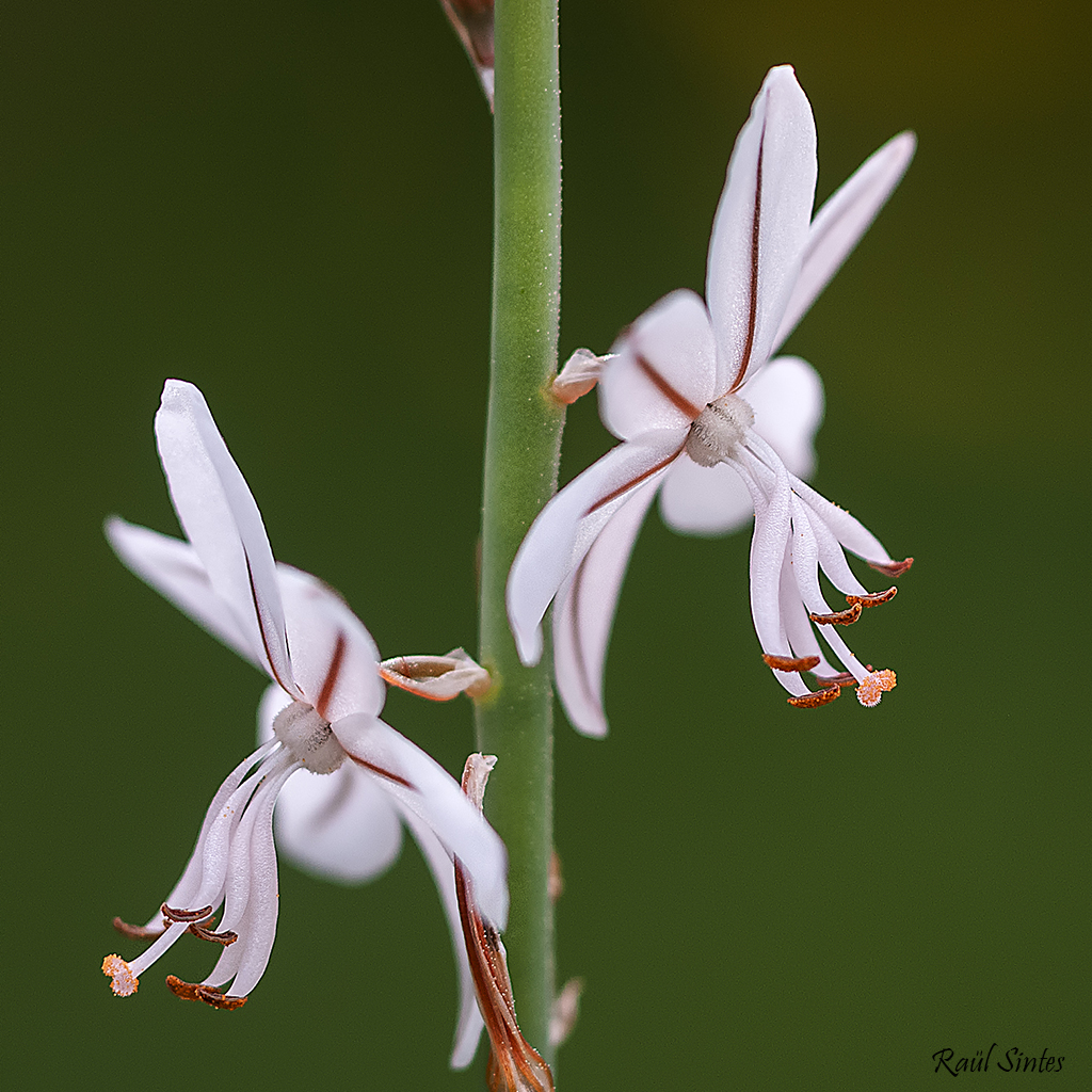 Nombre:  _DSC9123 Asphodelus fistulosus 1x1-1024.jpg
Visitas: 130
Tamao: 827.4 KB