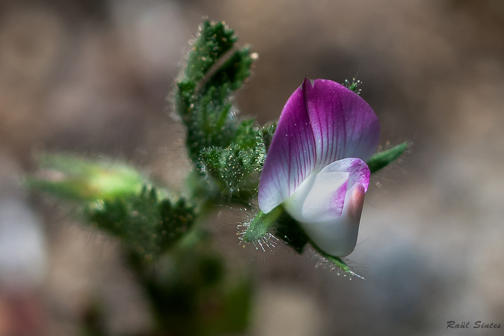 Nombre:  DSC_7579 Ononis reclinata -1024.jpg
Visitas: 100
Tamao: 453.4 KB