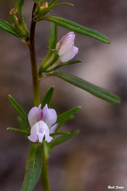 Nombre:  _DSC6183 Misopates orontium-1-1024.jpg
Visitas: 182
Tamao: 261.5 KB