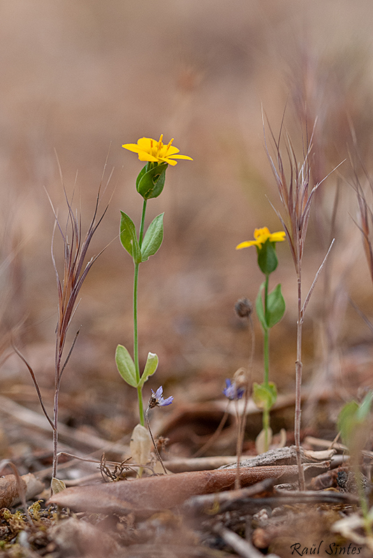 Nombre:  _DSC0048 Blackstonia perfoliata-800.jpg
Visitas: 332
Tamao: 343.6 KB