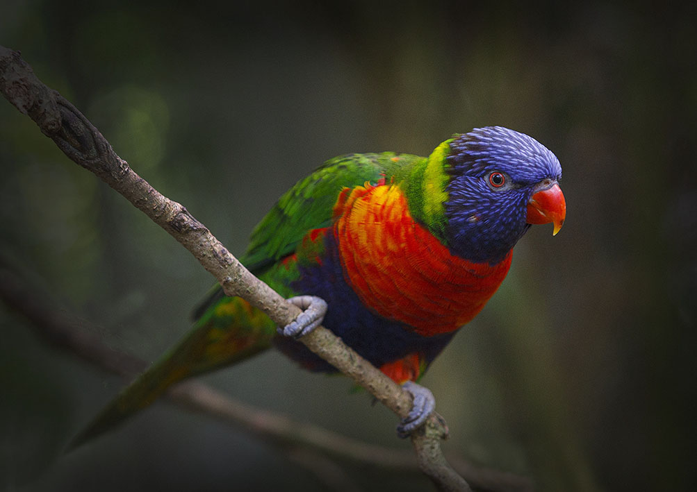 Nombre:  Pajarito de la madre de Dios.jpg
Visitas: 84
Tamao: 108.9 KB