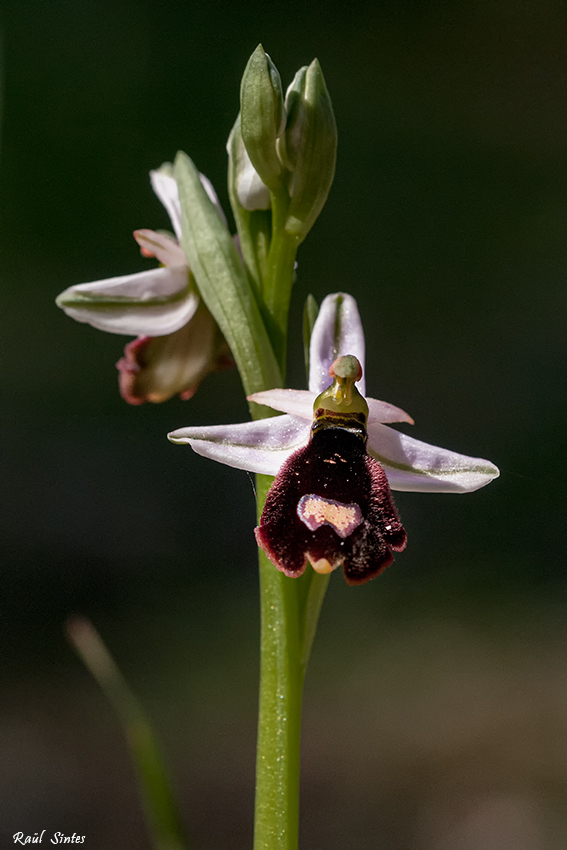 Nombre:  _DSC6110 Ophrys brtolonii subsp. balearica 850.jpg
Visitas: 152
Tamao: 301.3 KB
