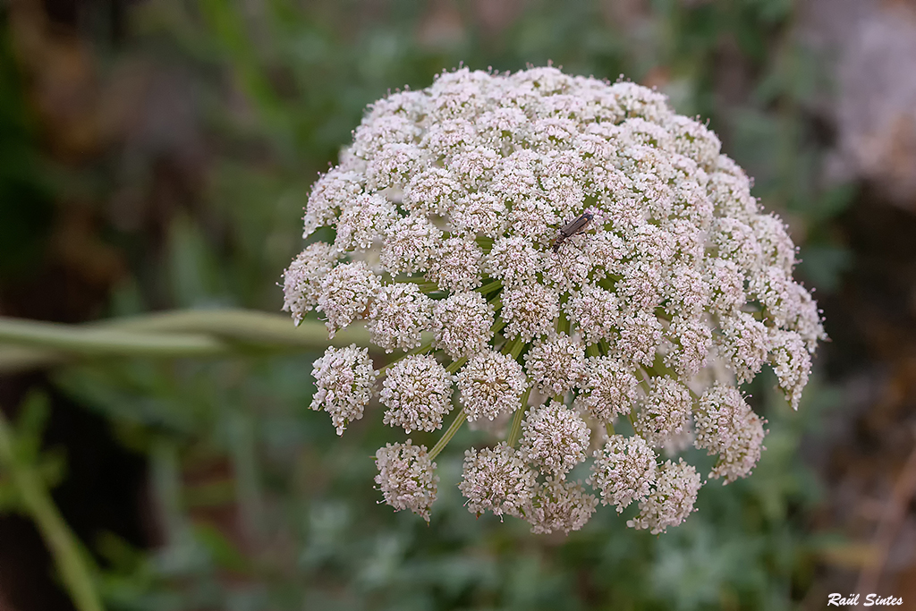 Nombre:  _DSC6693 Daucus carota subsp. maximus-1024.jpg
Visitas: 101
Tamao: 605.1 KB