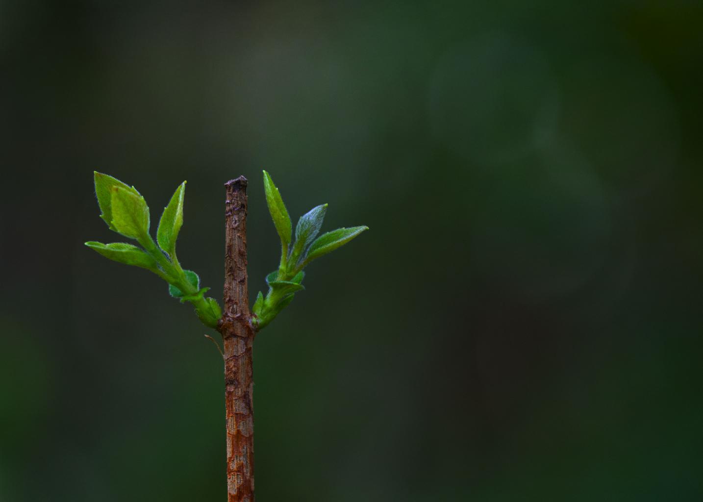 Nombre:  plantita verde.jpg
Visitas: 417
Tamao: 47.0 KB