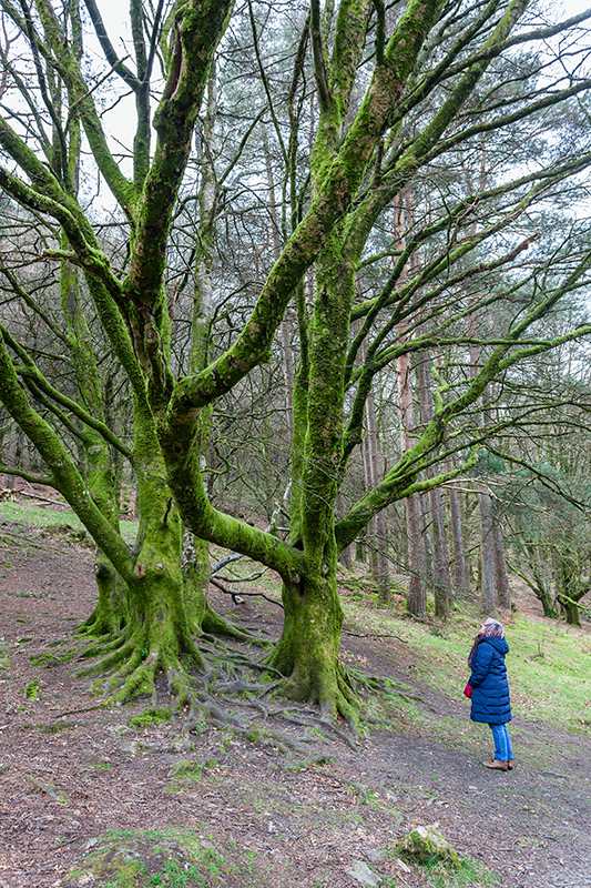 Nombre:  Glendalough Guada web.jpg
Visitas: 390
Tamao: 615.5 KB