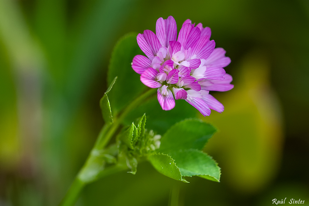 Nombre:  _DSC9806 Trifolium tomentosum-1024.jpg
Visitas: 105
Tamao: 431.6 KB