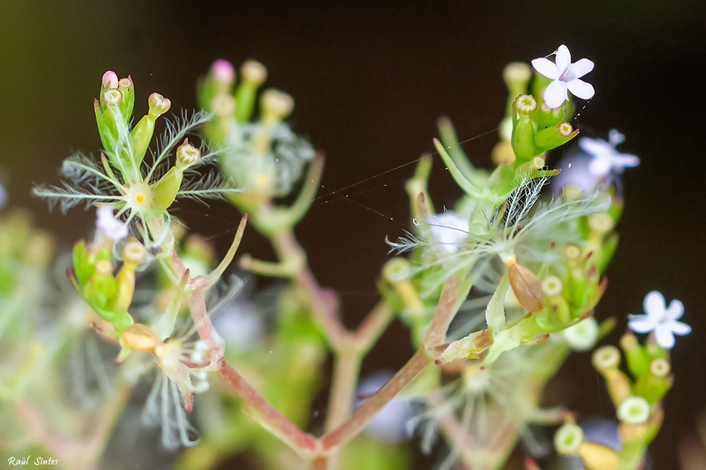 Nombre:  DSC_4168-Centranthus calcitrapae 1-1024.jpg
Visitas: 105
Tamao: 462.7 KB