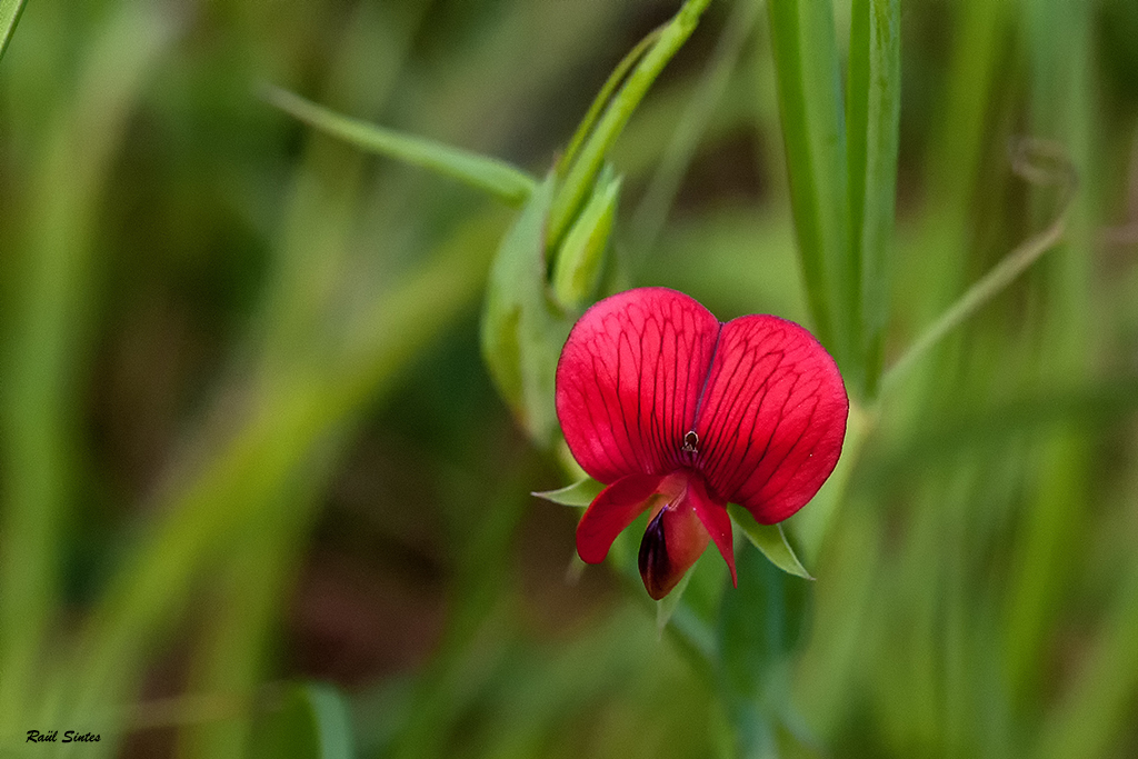 Nombre:  _DSC6167 Lathyrus clymenum subsp. clymenum-1024.jpg
Visitas: 64
Tamao: 486.2 KB