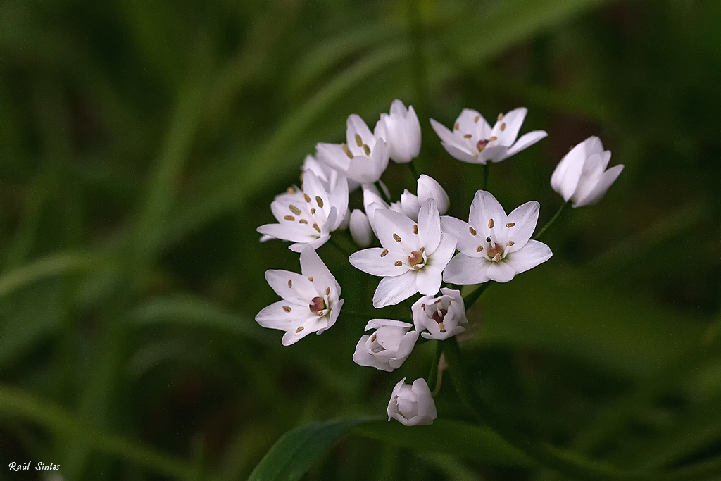 Nombre:  _DSC3480 Allium neapolitanum-1024.jpg
Visitas: 238
Tamao: 452.5 KB