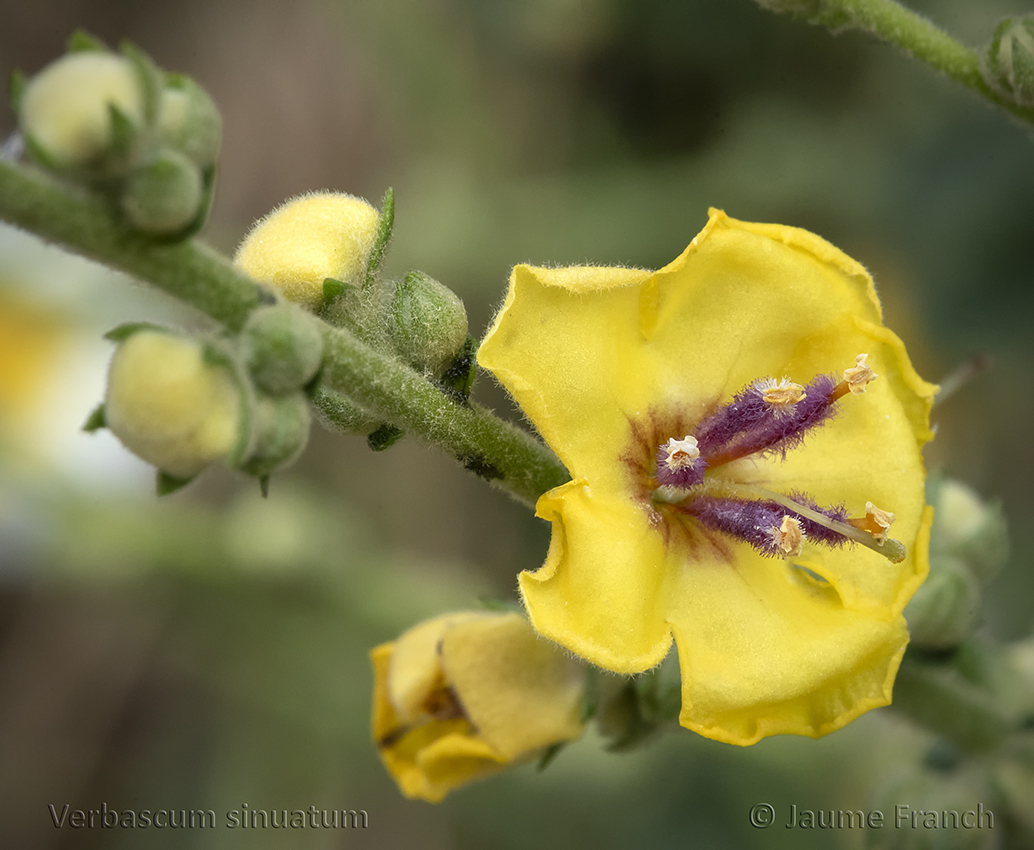 Nombre:  Verbascum sinuatum_NEF3651a-8Cv.jpg
Visitas: 96
Tamao: 508.7 KB