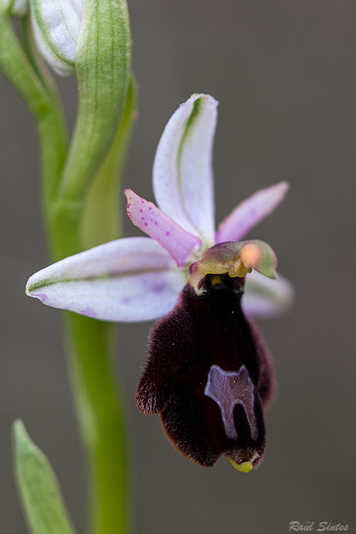 Nombre:  _DSC1281 Ophrys balearica-750.jpg
Visitas: 31
Tamao: 256.2 KB