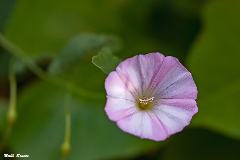 Nombre:  _DSC6739 Convolvulus arvensis-800.jpg
Visitas: 61
Tamao: 216.7 KB