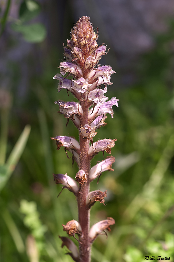 Nombre:  _DSC6226 Orobanche minor-1024.jpg
Visitas: 64
Tamao: 332.7 KB