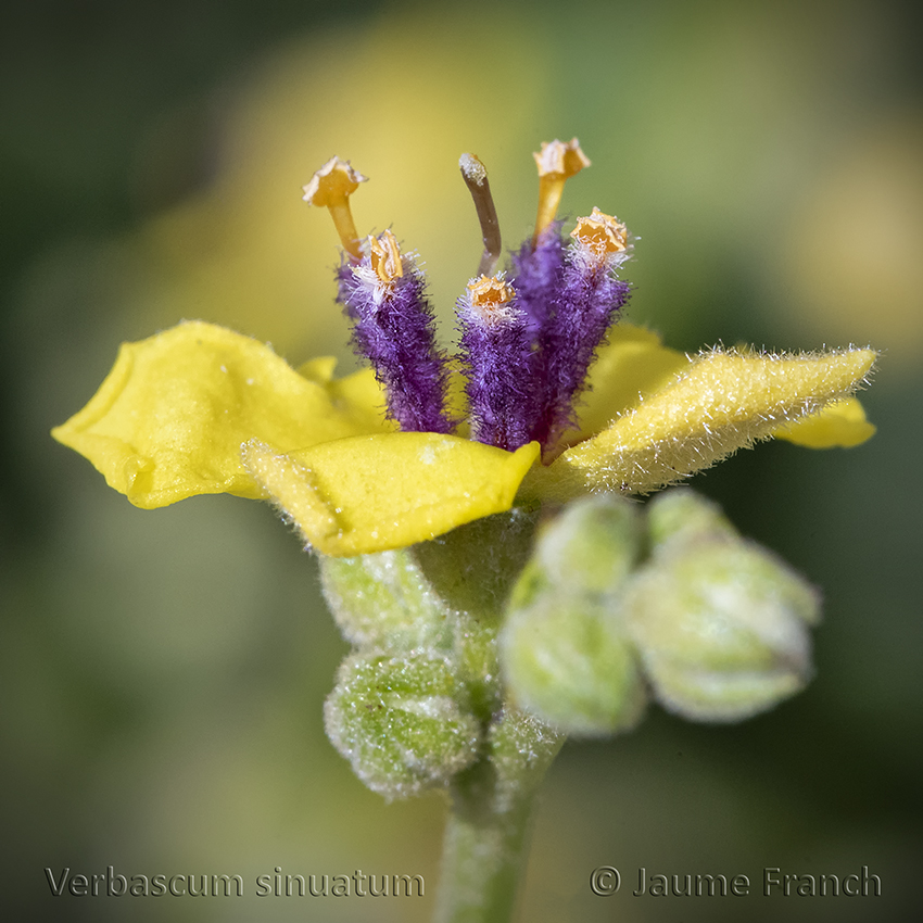 Nombre:  Verbascum sinuatum_NEF3586aQ-8C.jpg
Visitas: 99
Tamao: 460.8 KB