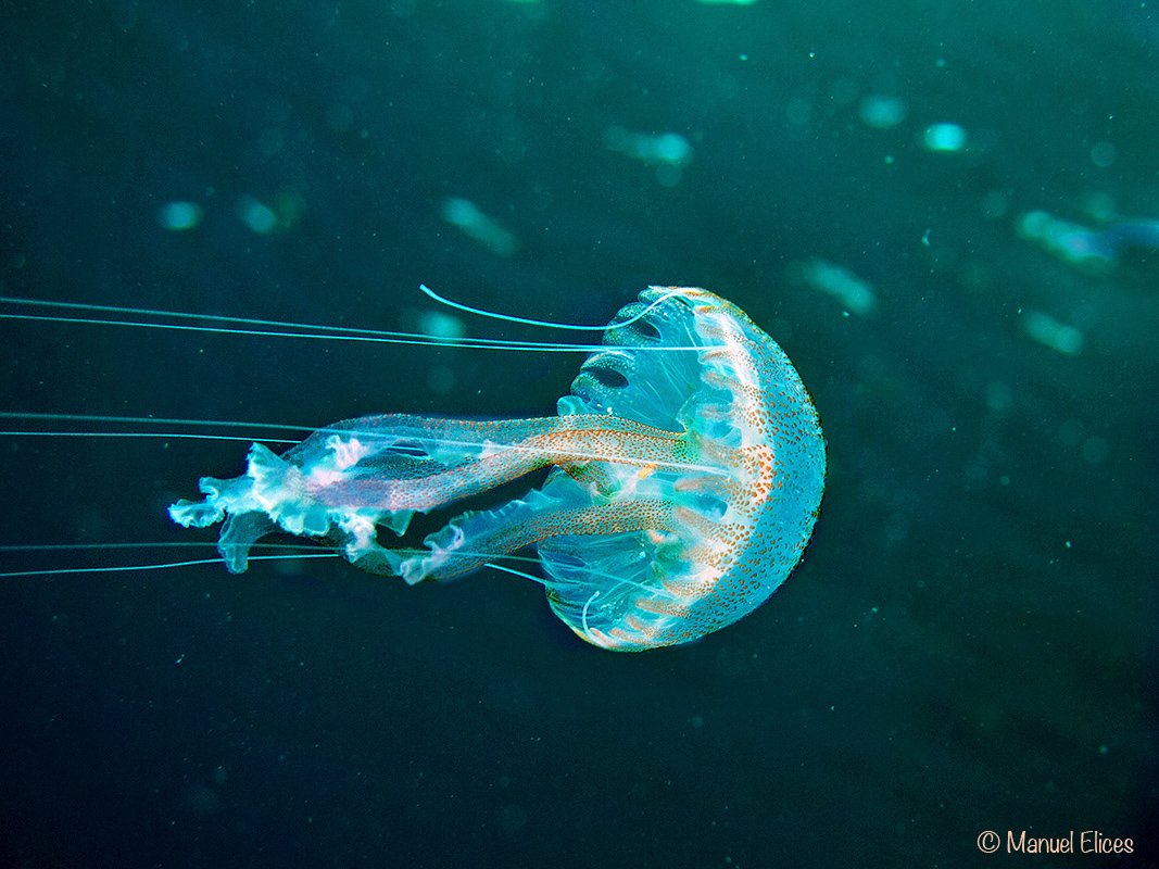 Nombre:  Pelagia noctiluca-IMG_0082-8CvTA.jpg
Visitas: 277
Tamao: 532.2 KB