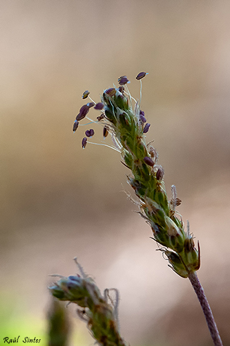 Nombre:  _DSC0257 Plantago crassifolia-500.jpg
Visitas: 92
Tamao: 130.3 KB