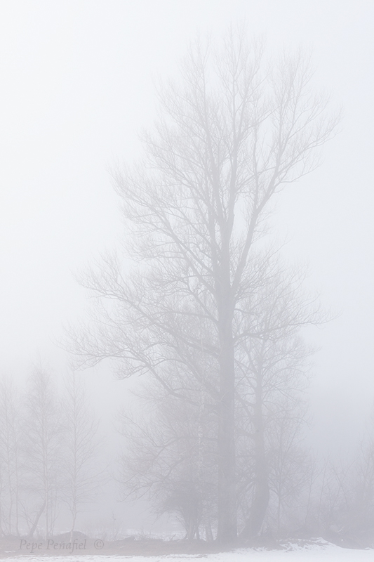 Nombre:  Niebla web.jpg
Visitas: 406
Tamao: 214.9 KB