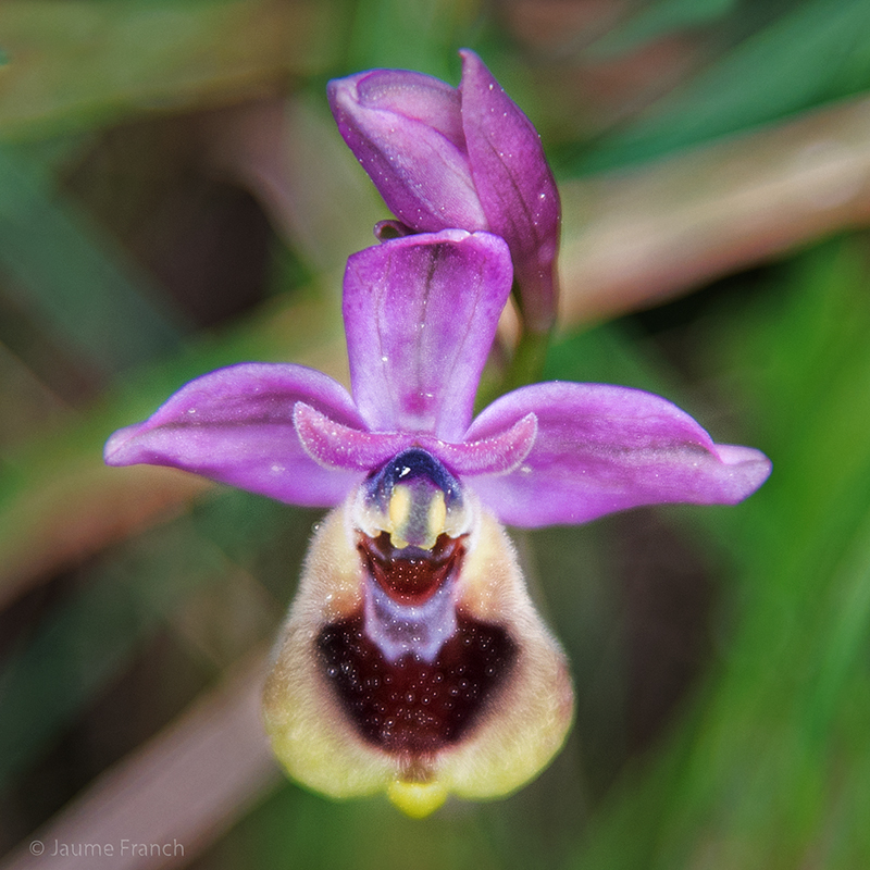 Nombre:  Ophrys tenthredinifera_NEF2585-8CQ.jpg
Visitas: 68
Tamao: 459.8 KB