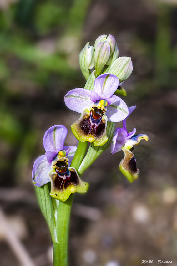 Nombre:  _DSC6999 Ophrys tenthredinifera 850.jpg
Visitas: 58
Tamao: 270.4 KB