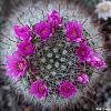 Clic en la imagen para ver su versin completa. 

Nombre: _DSC6667 Cactus-10204.jpg 
Visitas: 62 
Tamao: 709.2 KB 
ID: 10214