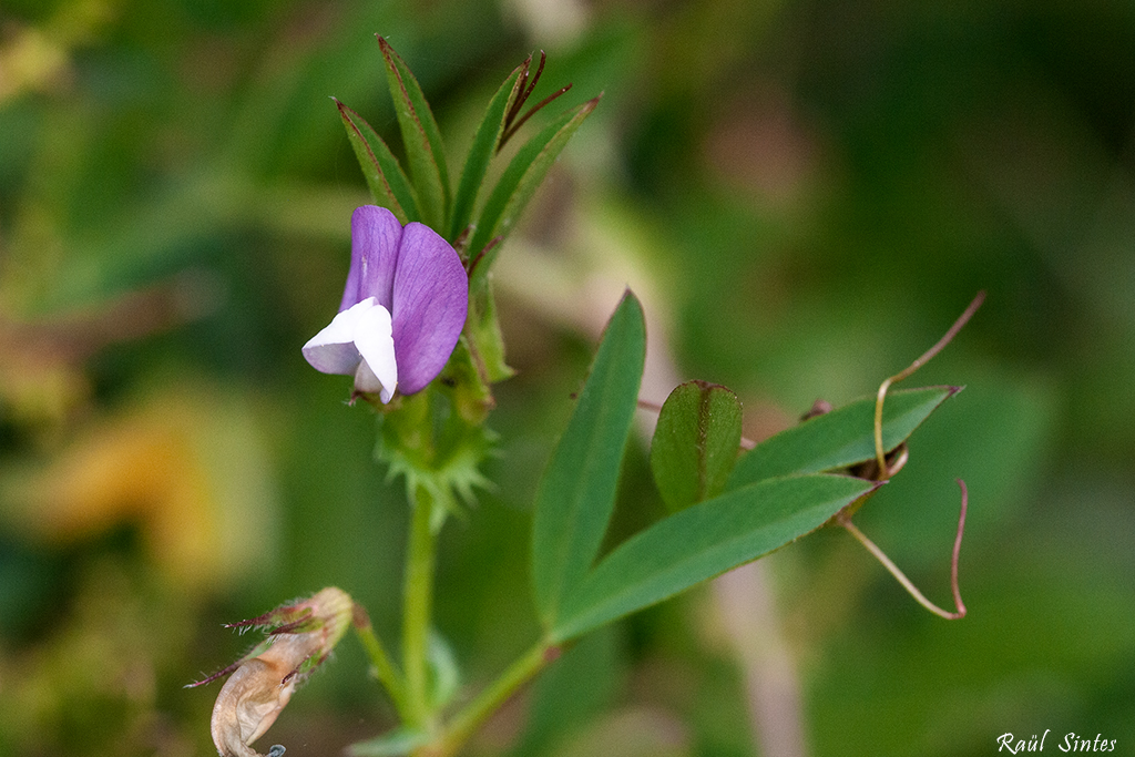 Nombre:  _DSC9828 Vicia bithynica-1024.jpg
Visitas: 112
Tamao: 497.3 KB