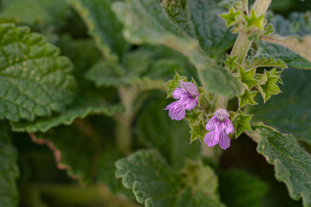 Nombre:  _DSC6344-1 Ballota nigra subsp. foetida 1024.jpg
Visitas: 547
Tamao: 566.2 KB