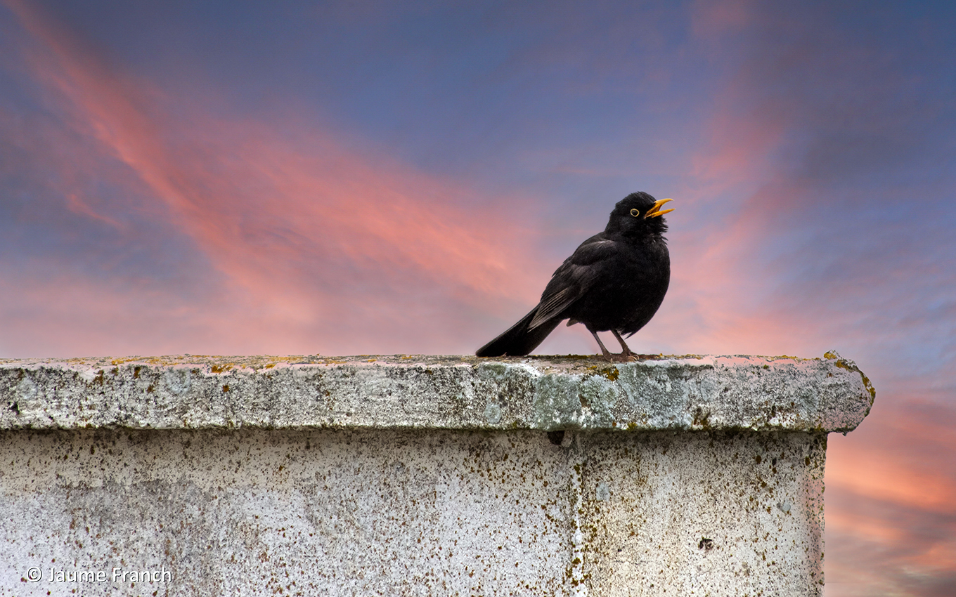 Nombre:  Turdus merula_DSC2378a-8x5-F-CelNou-850.jpg
Visitas: 359
Tamao: 917.6 KB