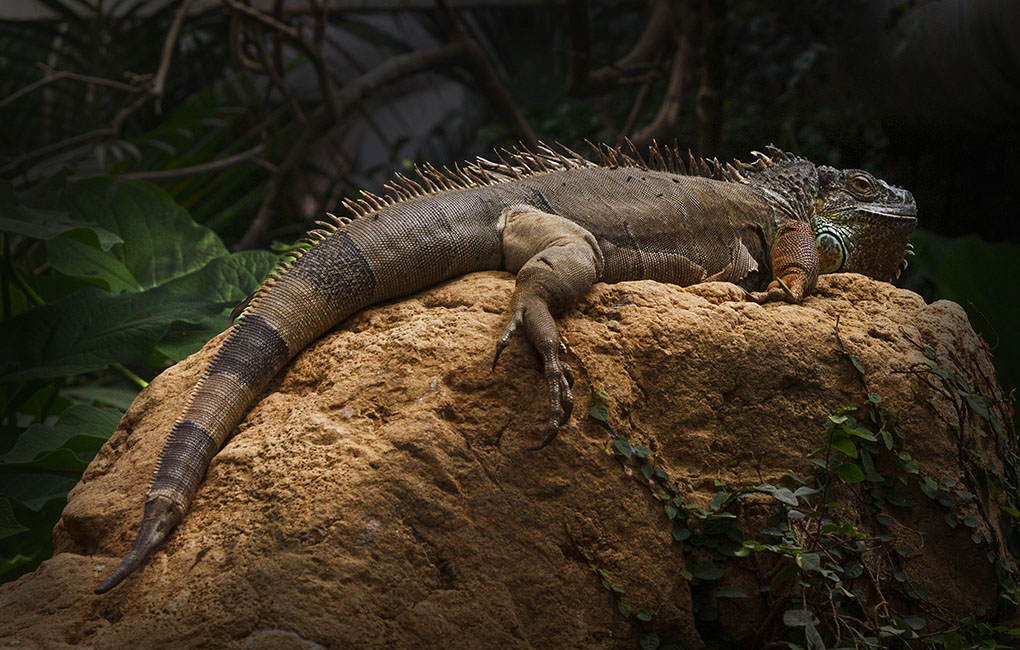 Nombre:  Iguana bonita copia.jpg
Visitas: 46
Tamao: 219.4 KB